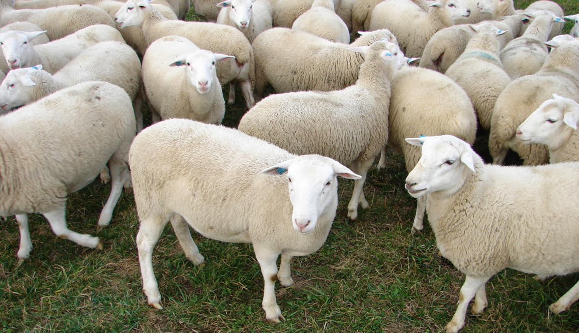 Farmsystems – Animal husbandry units