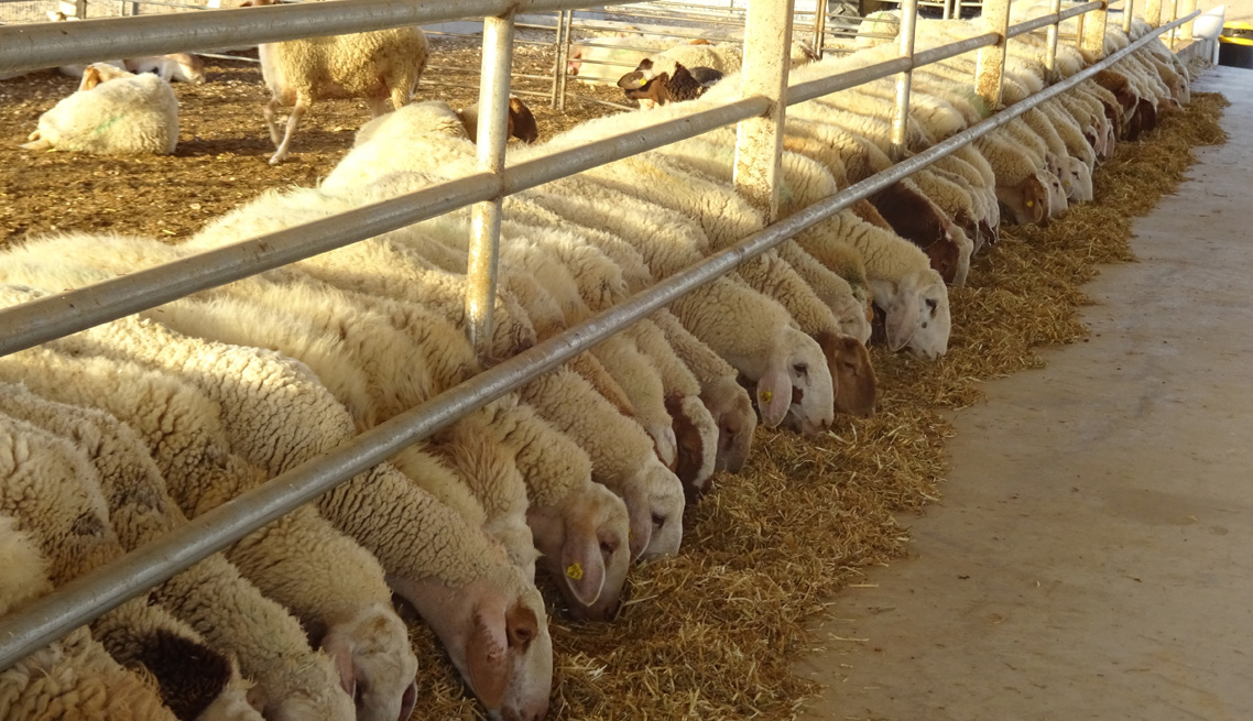 Farmsystems – Animal husbandry units