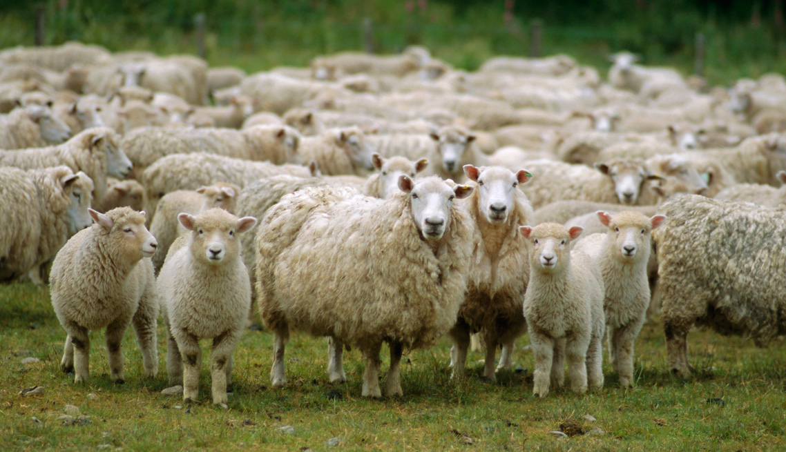 Farmsystems – Animal husbandry units