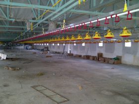 Reconstruction of poultry buildings