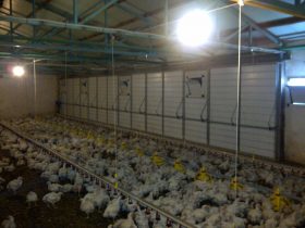 Reconstruction of poultry buildings