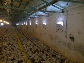 Reconstruction of poultry buildings