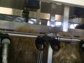 Dairy measurement of sheep and goats
