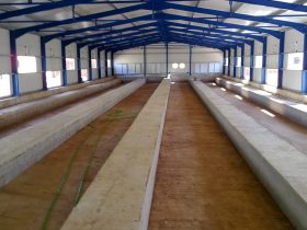 Rabbit farm