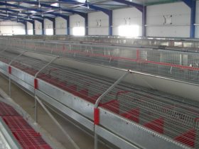 Rabbit farm
