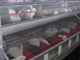 Rabbit farm