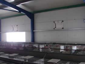 Rabbit farm