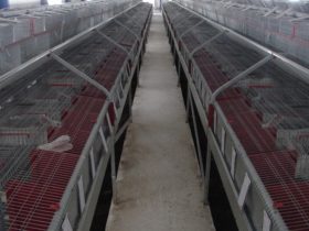 Rabbit farm