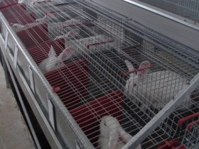 Rabbit farm