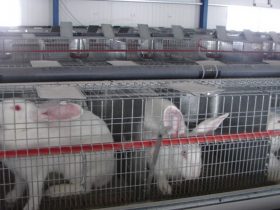 Rabbit farm