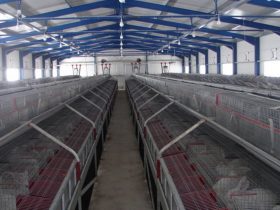 Rabbit farm