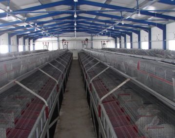 Rabbit farm