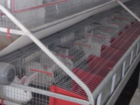 Rabbit farm