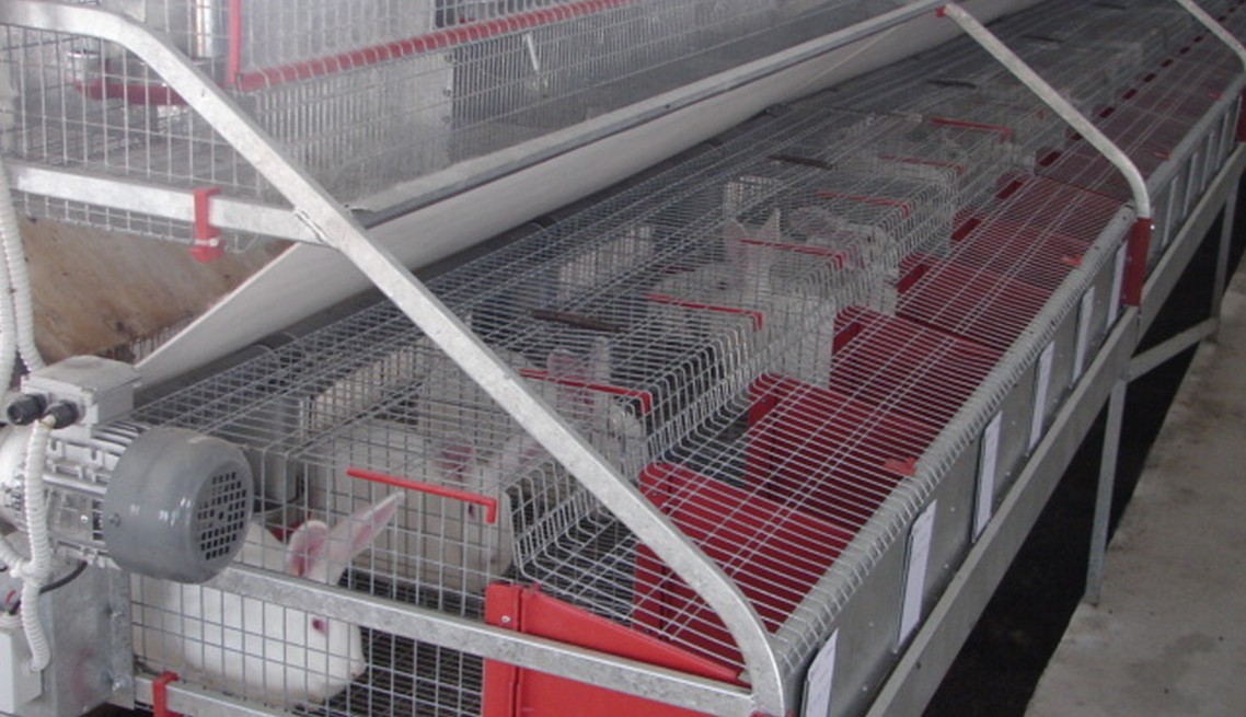 Rabbit farm