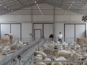 Construction of a Sheep farm building