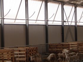 Construction of a Sheep farm building
