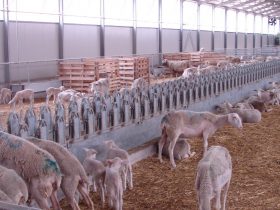 Construction of a Sheep farm building