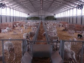 Construction of a Sheep farm building