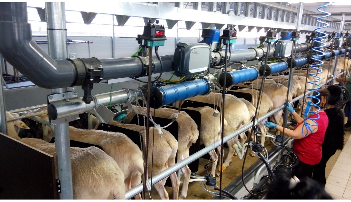 Dairy measurement of sheep and goats