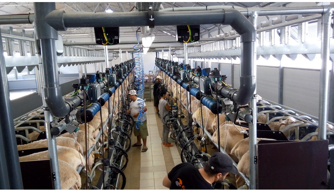 Dairy measurement of sheep and goats