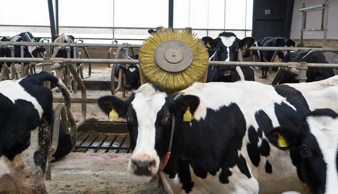 Equipment for the Cattle building – Pig farm husbandry